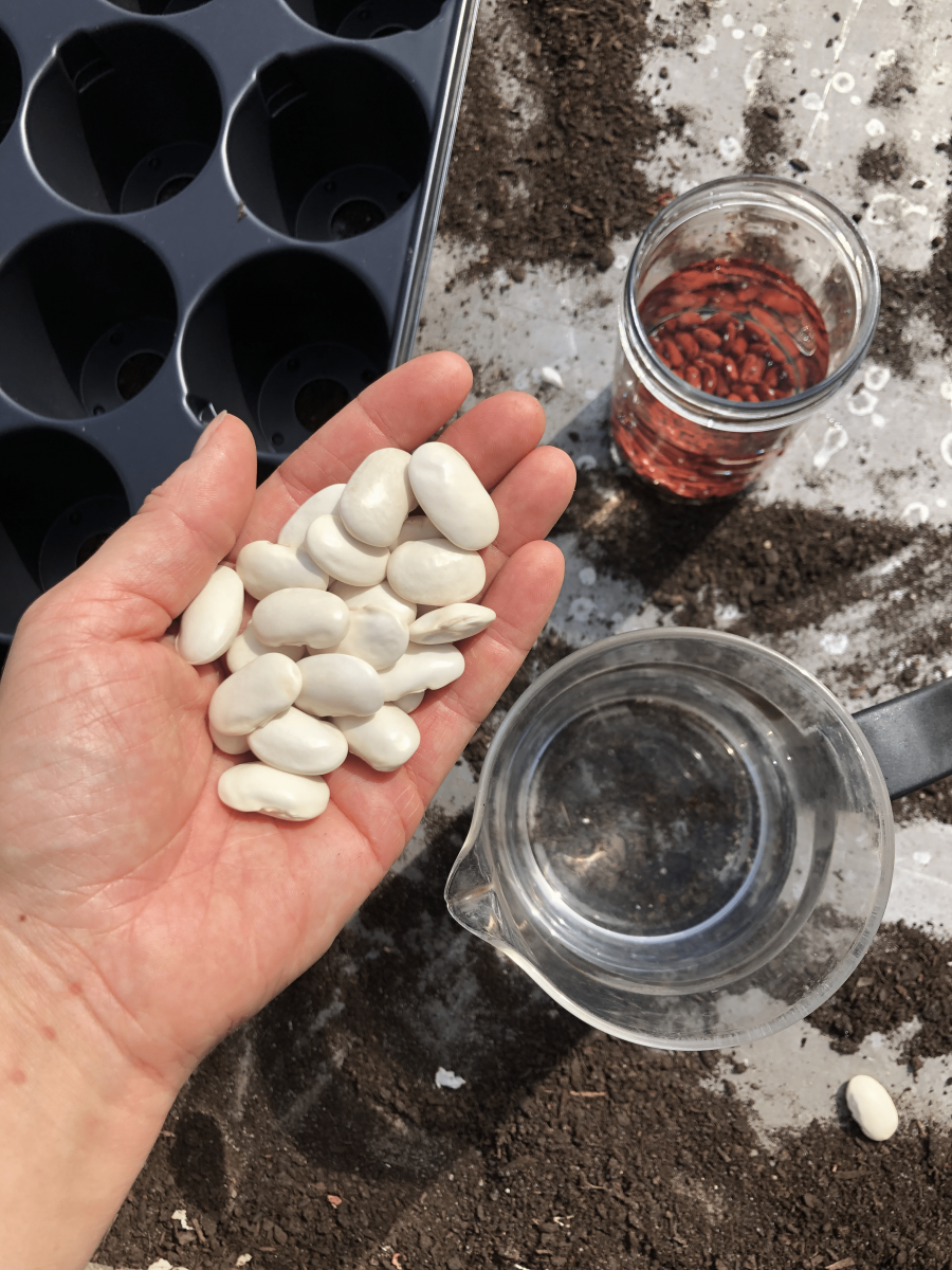 Bean-Soaking-bean-seeds-©Tiny-Farms Bean-Soaking-bean-seeds-©Tiny-Farms