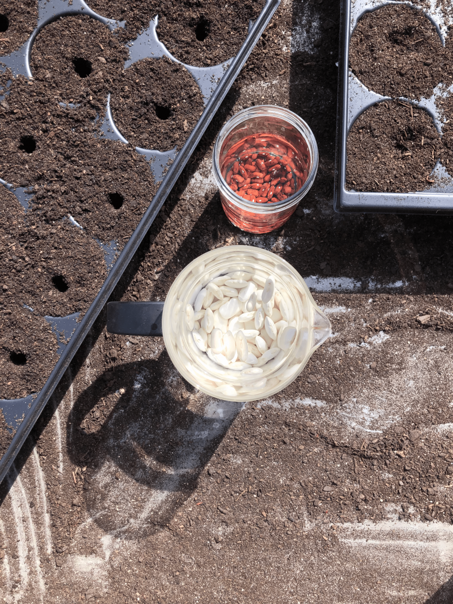 Bean-Soaking-bean-seeds2-©Tiny-Farms Bean-Soaking-bean-seeds2-©Tiny-Farms