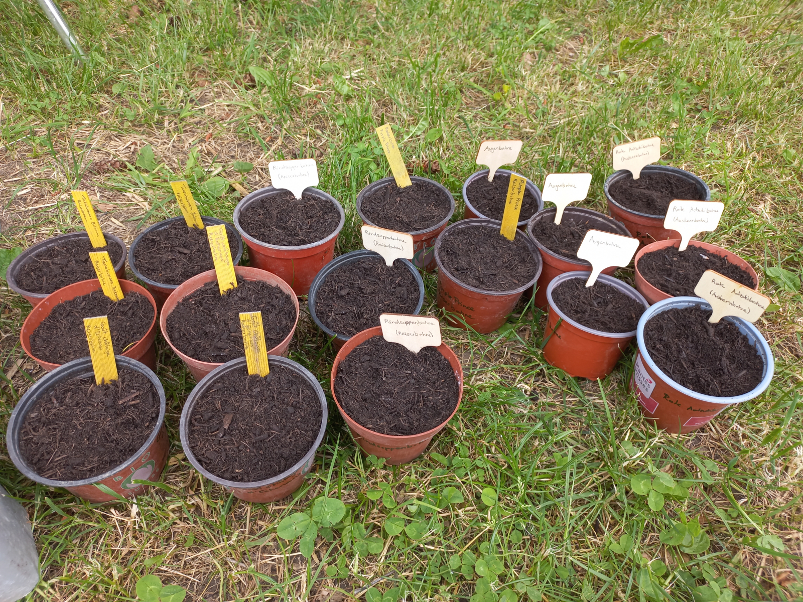 Bean-Sowing-in-pods-©Global-Field-Attiswil Bean-Sowing-in-pods-©Global-Field-Attiswil
