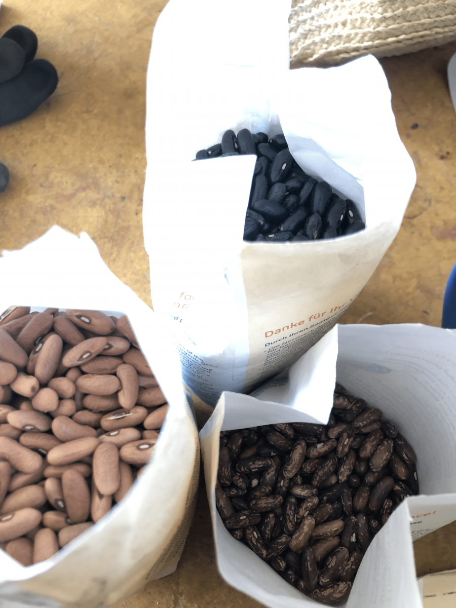 Bean-String-bean-seeds-yellow-purple-green-Bingenheimer-©Tiny-Farms Bean-String-bean-seeds-yellow-purple-green-Bingenheimer-©Tiny-Farms