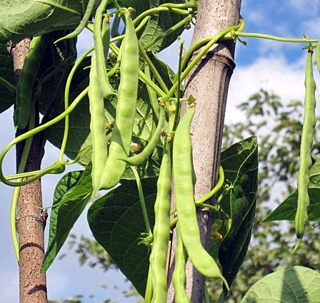 Bean-Türkische-Erbse-Turkish-pea-bean-pods-©Bernd-Socher Bean-Türkische-Erbse-Turkish-pea-bean-pods-©Bernd-Socher