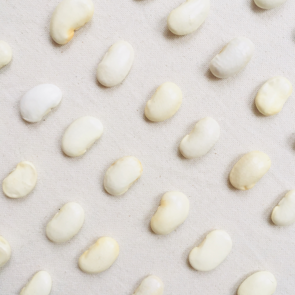 Bean-White-jumbo-beans-©Lena Bean-White-jumbo-beans-©Lena