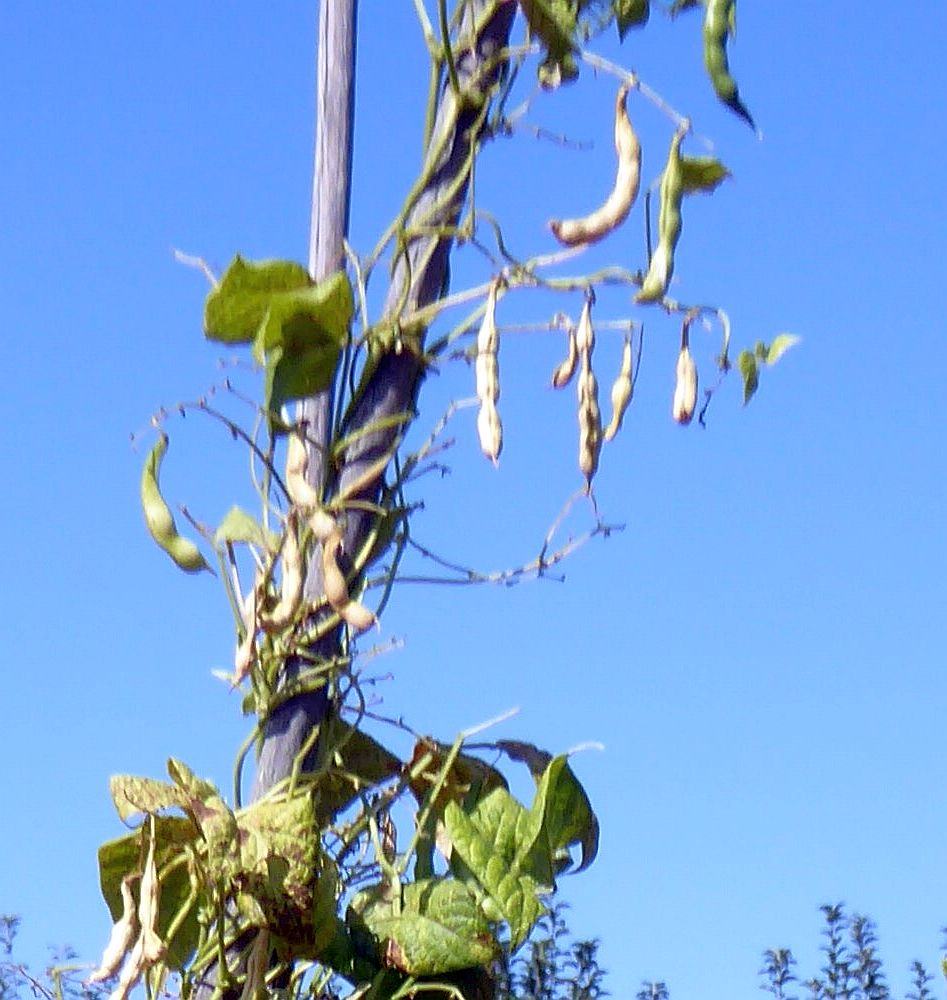 Bean-Wildtaler-bean-pods-©Bernd-Socher Bean-Wildtaler-bean-pods-©Bernd-Socher