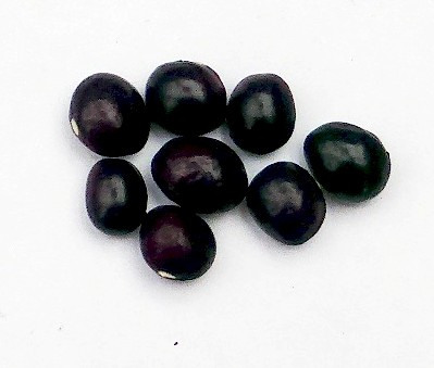Bean-Wildtaler-bean-seeds-©Bernd-Socher Bean-Wildtaler-bean-seeds-©Bernd-Socher