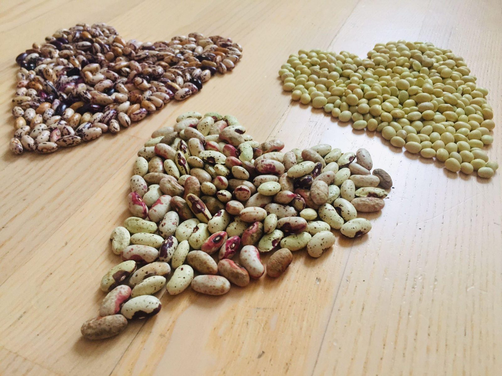Bean-Zolfino-di-Toscana-and-Nano-di-Trento-seeds-from-Italy©Aldo-Matteucci Bean-Zolfino-di-Toscana-and-Nano-di-Trento-seeds-from-Italy©Aldo-Matteucci