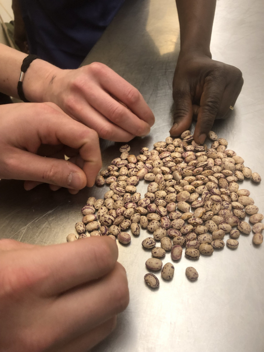 Bean-the-meat-bean1-©INRAE-France Bean-the-meat-bean1-©INRAE-France