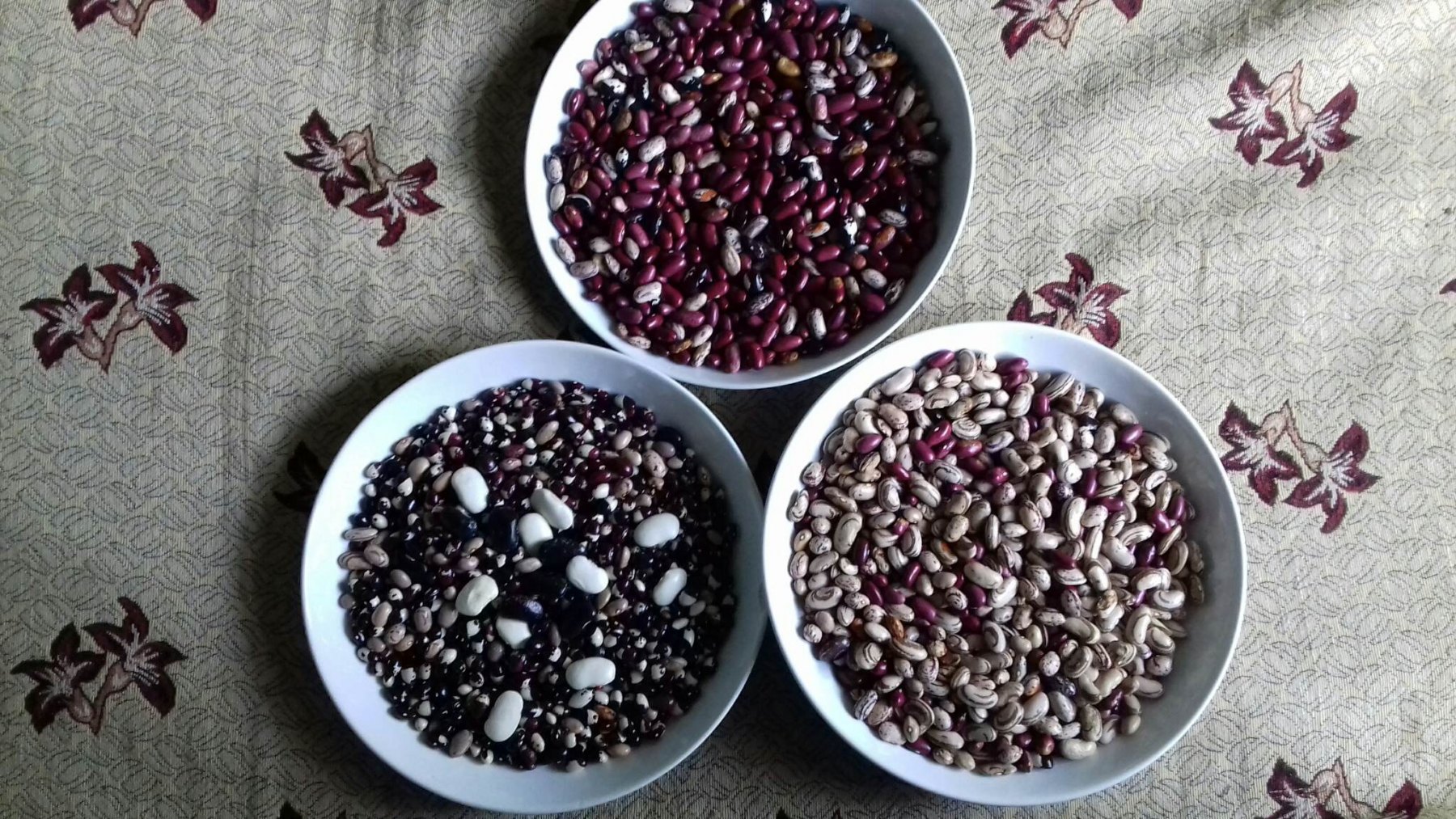 Beans-different-varieties-©Panagiotis-Sainatoudis-Peliti-Greece Beans-different-varieties-©Panagiotis-Sainatoudis-Peliti-Greece