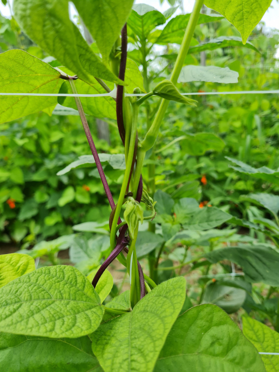 bean-2-beans-©NicolasCarton-@Lumineuses_div bean-2-beans-©NicolasCarton-@Lumineuses_div