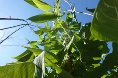 Bean-Climbing-beans-©OBZ