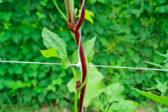 Bean-Pole-bean-variety-trial-in-Freiburg-2f-©Nicolas-Carton-@lumineuses_div