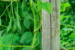 Bean-Pole-bean-variety-trial-in-Freiburg-2g-©Nicolas-Carton-@lumineuses_div
