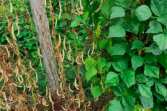 Bean-Pole-bean-variety-trial-in-Freiburg-2h-©Nicolas-Carton-@lumineuses_div