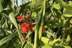 Bean-PreisgewinnerDE-runner-bean-©Tiny-Farms