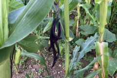 Bean-Purple-bean-pods-©Rosmarie-Zimmermann-Global-Field-Attiswil