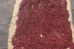 Bean-Red-kidney-beans-from-Navdanya-India-©Magdalena
