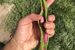 Bean-Scarlet-PreisgewinnerDE-Runner-bean©OBZ