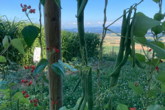 Bean-Scarlet-Runner-Bean-Tepee-©Global-Field-Attiswil