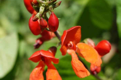 Bean-Scarlet-runner-bean-flower-©OBZ