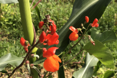 Bean-Scarlet-runner-bean-flowers-in-Milpa©Tiny-Farms.