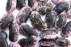 Bean-Scarlet-runner-bean-seeds-©Bernd-Socher