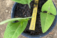 Bean-Seedling-Meterbohne-bean-©Global-Field-Attiswil