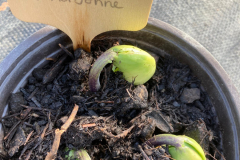 Bean-Seedling-Mondbohne-©Global-Field-Attiswil