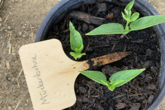 Bean-SeedlingMuckenbohne-bean-©Global-Field-Attiswil