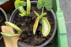 Bean-Seedlings-Mondbohne-©Global-Field-Attiswil