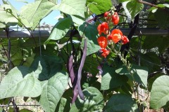 Bean-Showgarden_Parterrenet_Phaseolus-multifolrus-©Parterrenet