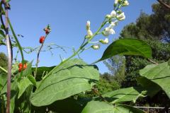 Bean-Showgarden_Parterrenet_Phaseolus-multifolrus2-©Parterrenet