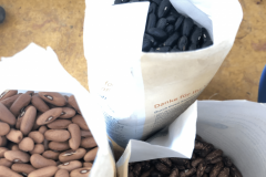 Bean-String-bean-seeds-yellow-purple-green-Bingenheimer-©Tiny-Farms