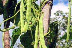 Bean-Türkische-Erbse-Turkish-pea-bean-pods-©Bernd-Socher