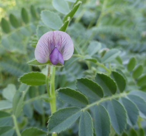 Chickpea-Black-chickpea-flower©Bernd-Socher Chickpea-Black-chickpea-flower©Bernd-Socher