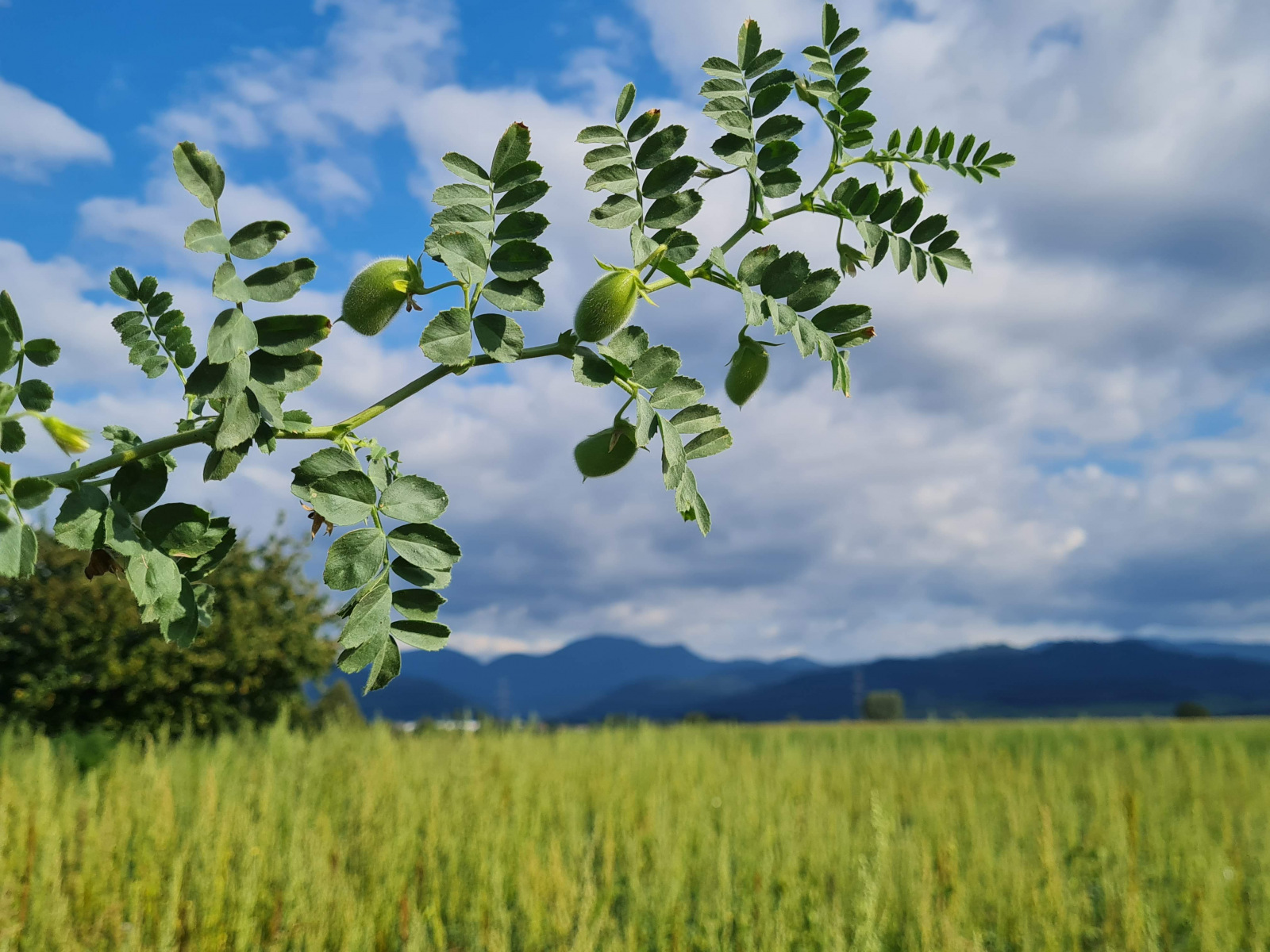 Chickpea-Chickpea-branch-©NicolasCarton-@Lumineuses_div Chickpea-Chickpea-branch-©NicolasCarton-@Lumineuses_div