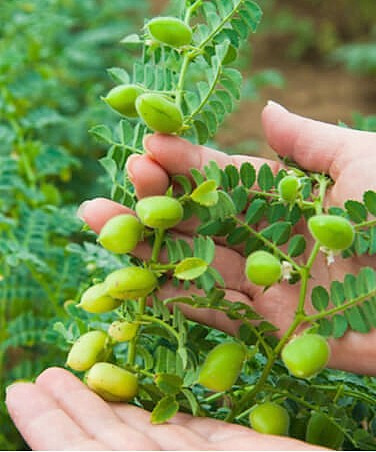 Chickpea-Chickpea-plant-©Bernd-Socher Chickpea-Chickpea-plant-©Bernd-Socher