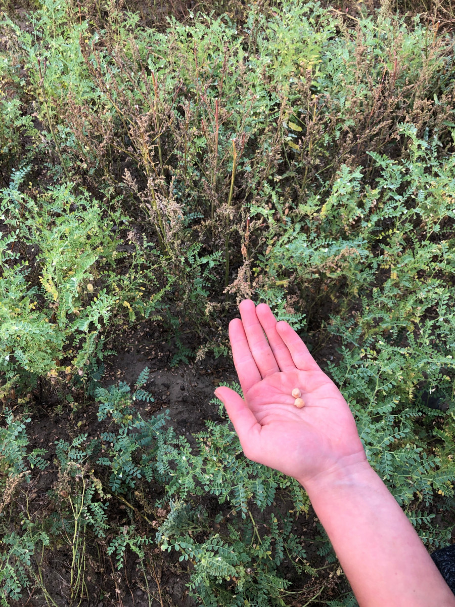 Chickpea-Chickpea-plants-and-seeds-©Tiny-Farms Chickpea-Chickpea-plants-and-seeds-©Tiny-Farms