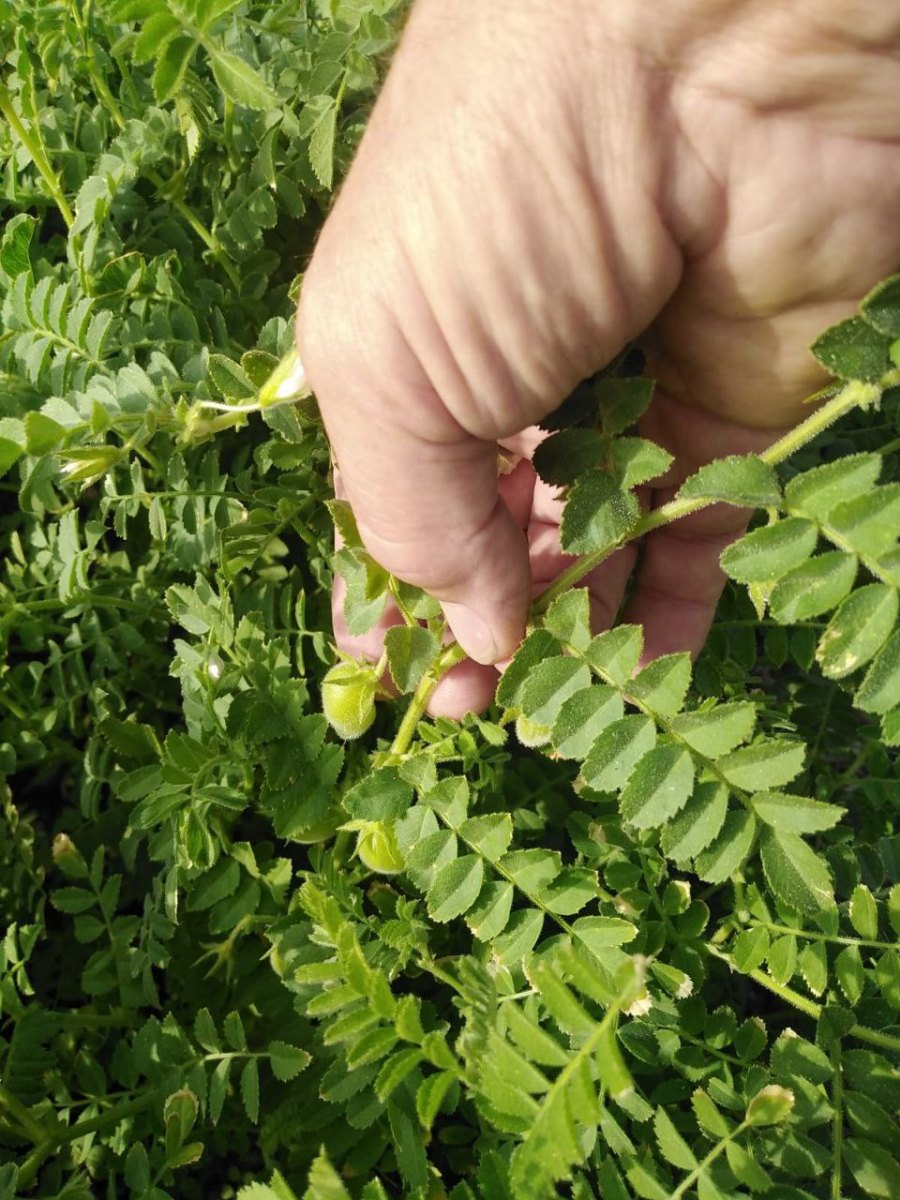 Chickpea-Chickpea-pod-©Parterrenet Chickpea-Chickpea-pod-©Parterrenet