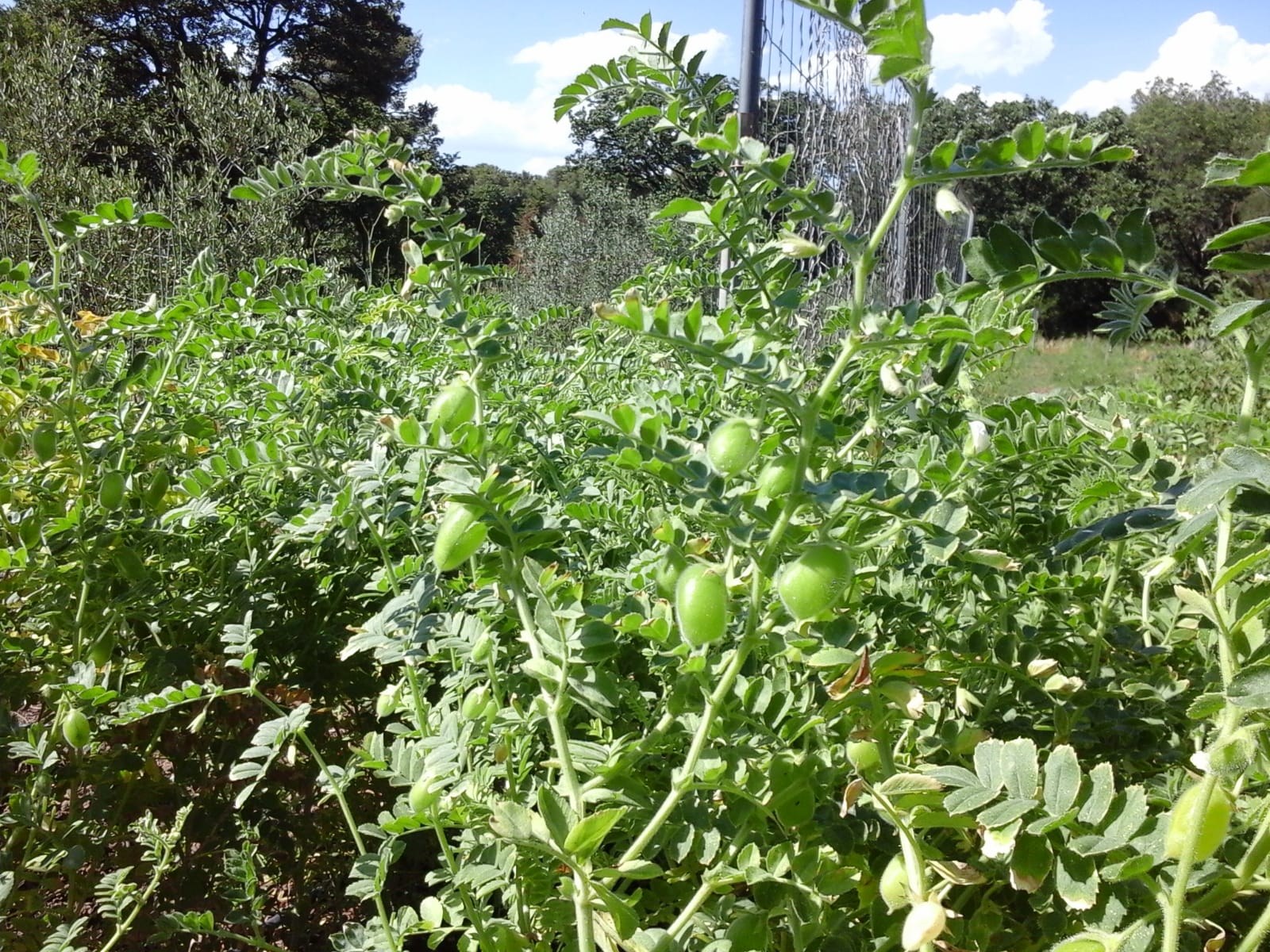 Chickpea-Chickpea-pods-©Parterrenet Chickpea-Chickpea-pods-©Parterrenet