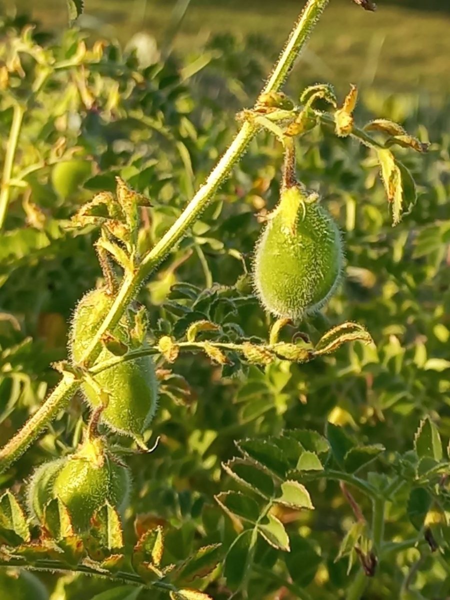 Chickpea-Chickpea-pods-on-plant-©Global-Field-Attiswil Chickpea-Chickpea-pods-on-plant-©Global-Field-Attiswil