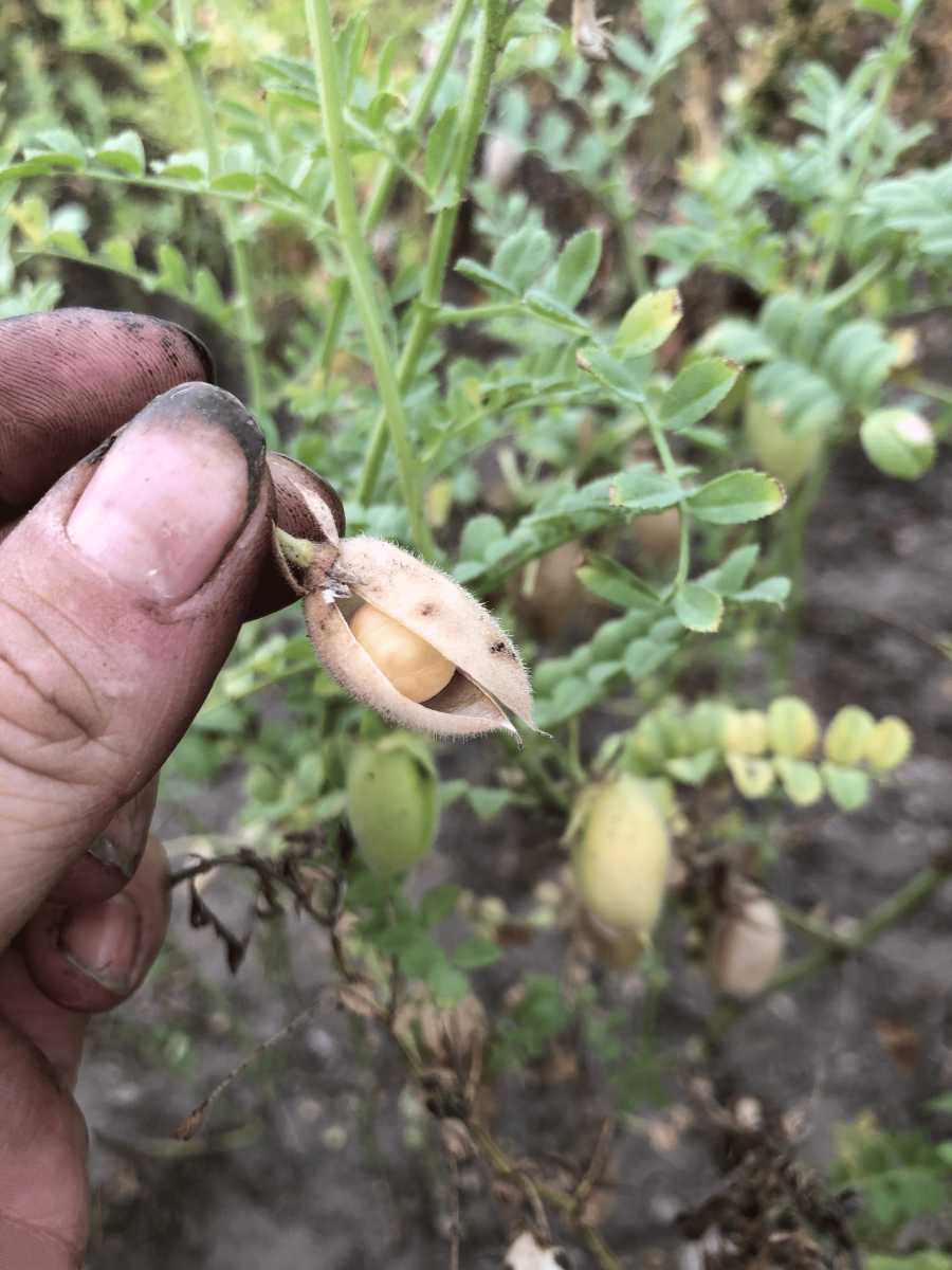 Chickpea-Chickpea-seeds-©Tiny-Farms Chickpea-Chickpea-seeds-©Tiny-Farms