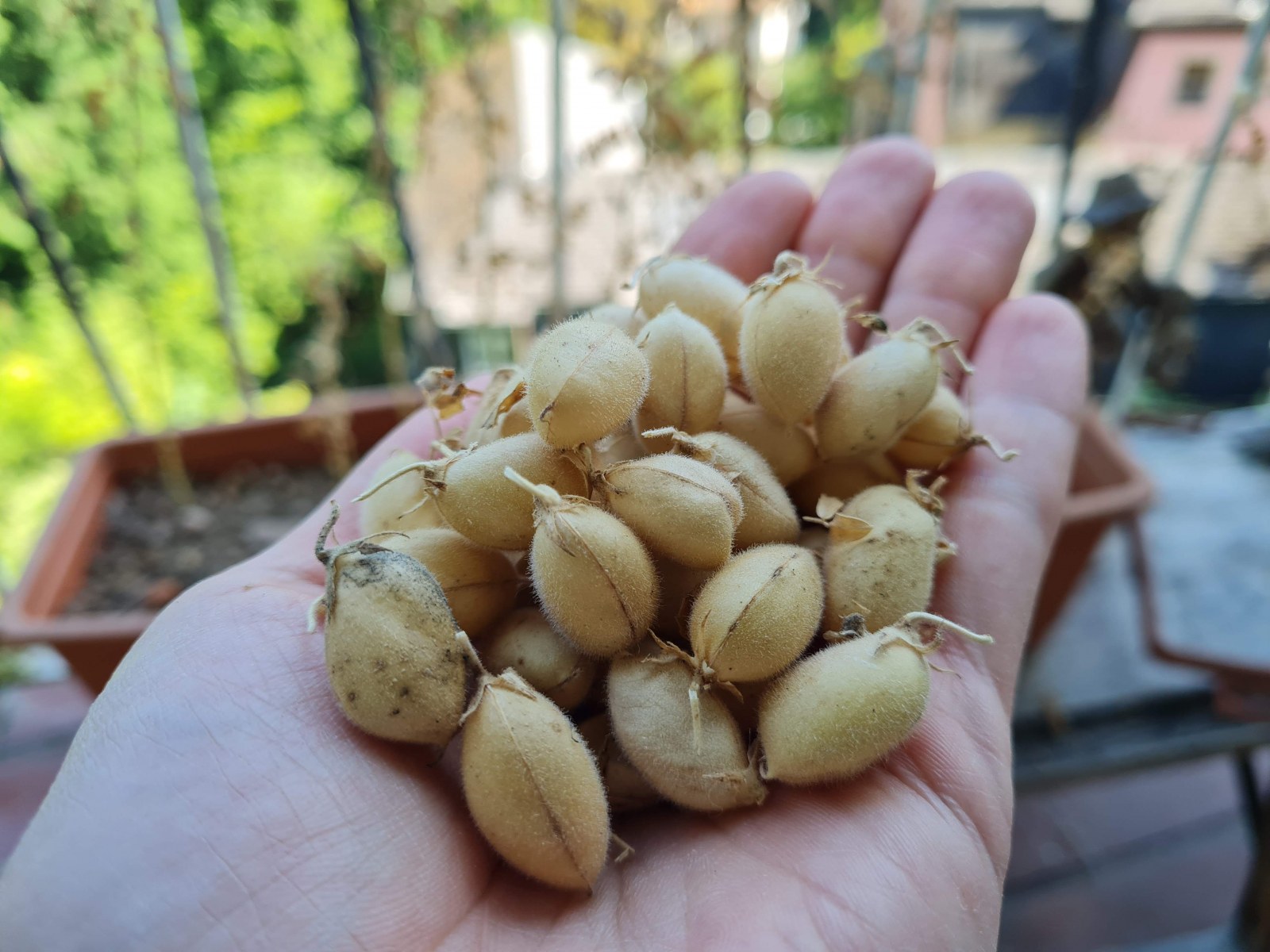 Chickpea-Chickpeas1-©NicolasCarton-@Lumineuses_div Chickpea-Chickpeas1-©NicolasCarton-@Lumineuses_div