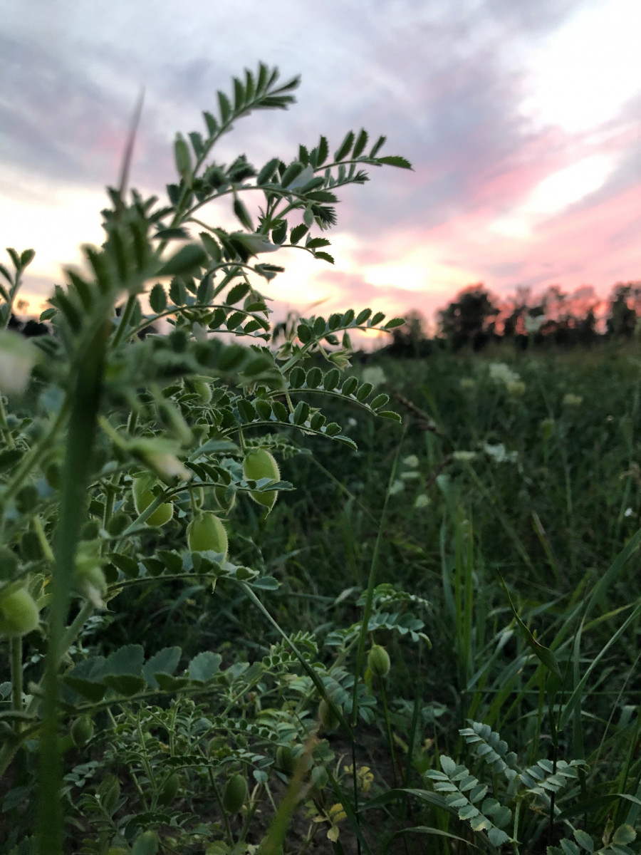 Chickpea-Demeter-chickpeas-from-outside-of-Berlin-©Elisabeth-Berlinghof-Tiny-Farms.HEIC_ Chickpea-Demeter-chickpeas-from-outside-of-Berlin-©Elisabeth-Berlinghof-Tiny-Farms.HEIC_