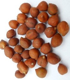 Chickpea-Red-chickpea-seeds-©Bernd-Socher Chickpea-Red-chickpea-seeds-©Bernd-Socher