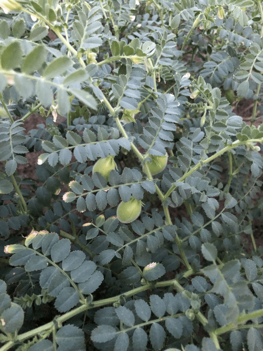 Chickpea-Unripe-chickpea-pods-©Tiny-Farms Chickpea-Unripe-chickpea-pods-©Tiny-Farms