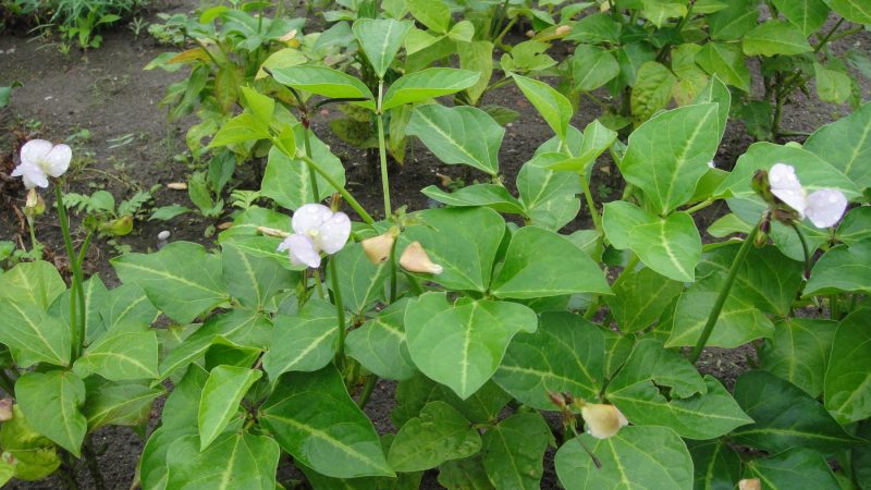 Cowpea-cowpea-in-bloom1-©Global-Field-Berlin-Germany