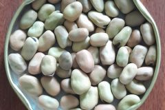 Faba-bean-Bakela-©GPDA-Ethiopia