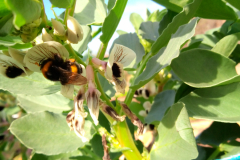 Faba-bean-Faba-flower-with-bumblebee-©Parterrenet