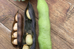 Faba-bean-Fava-bean-pods-©Global-Field-Attiswil