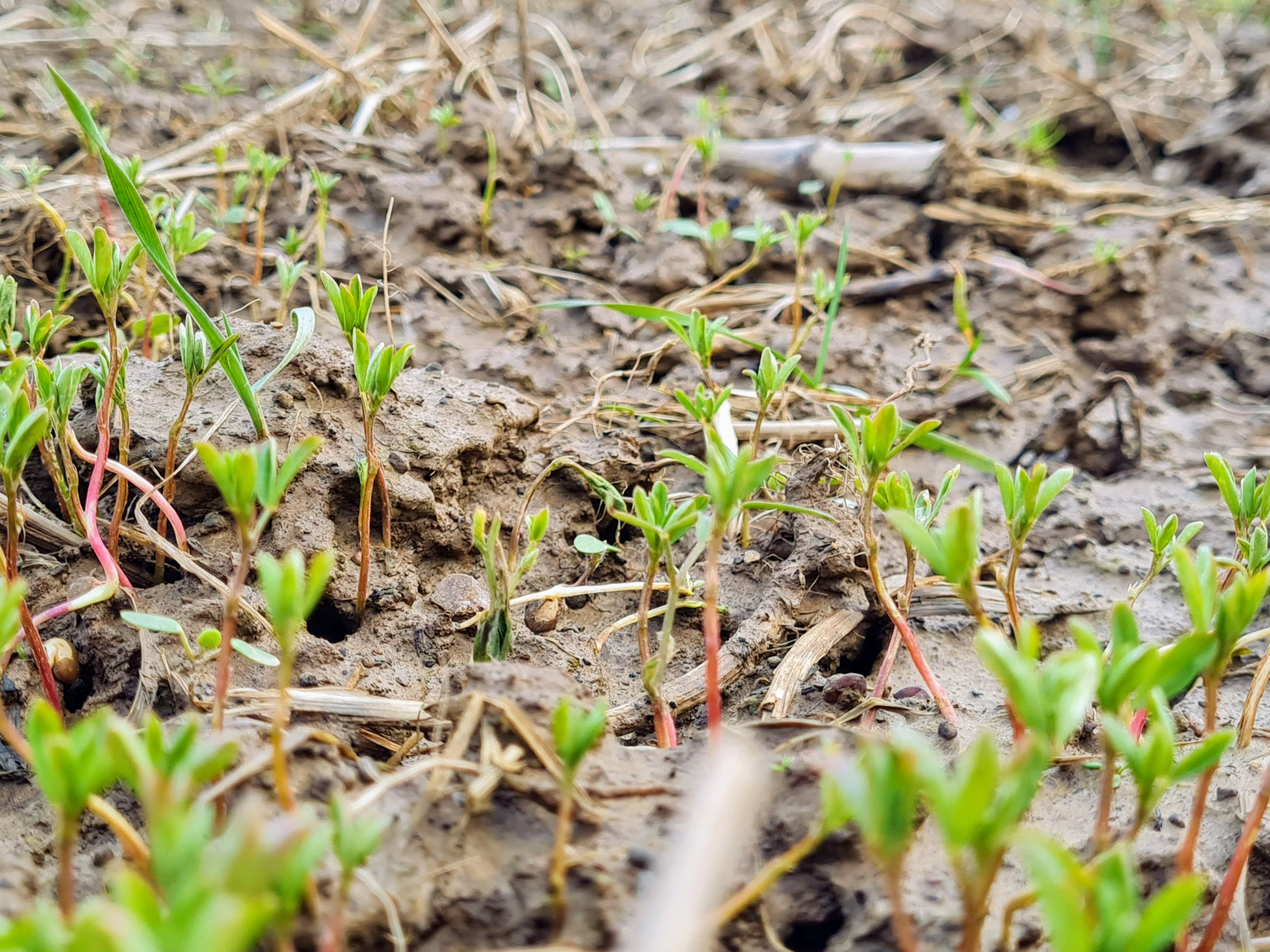 Lentil-Lentil-seedlings-©NicolasCarton-@Lumineuses_div Lentil-Lentil-seedlings-©NicolasCarton-@Lumineuses_div