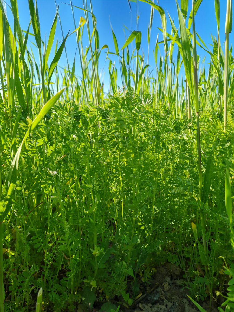 Lentil-Lentils-and-rye-intercropping-©NicolasCarton-@Lumineuses_div Lentil-Lentils-and-rye-intercropping-©NicolasCarton-@Lumineuses_div